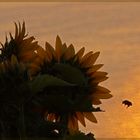 Die fleißigen Bienchen von Vrbnik