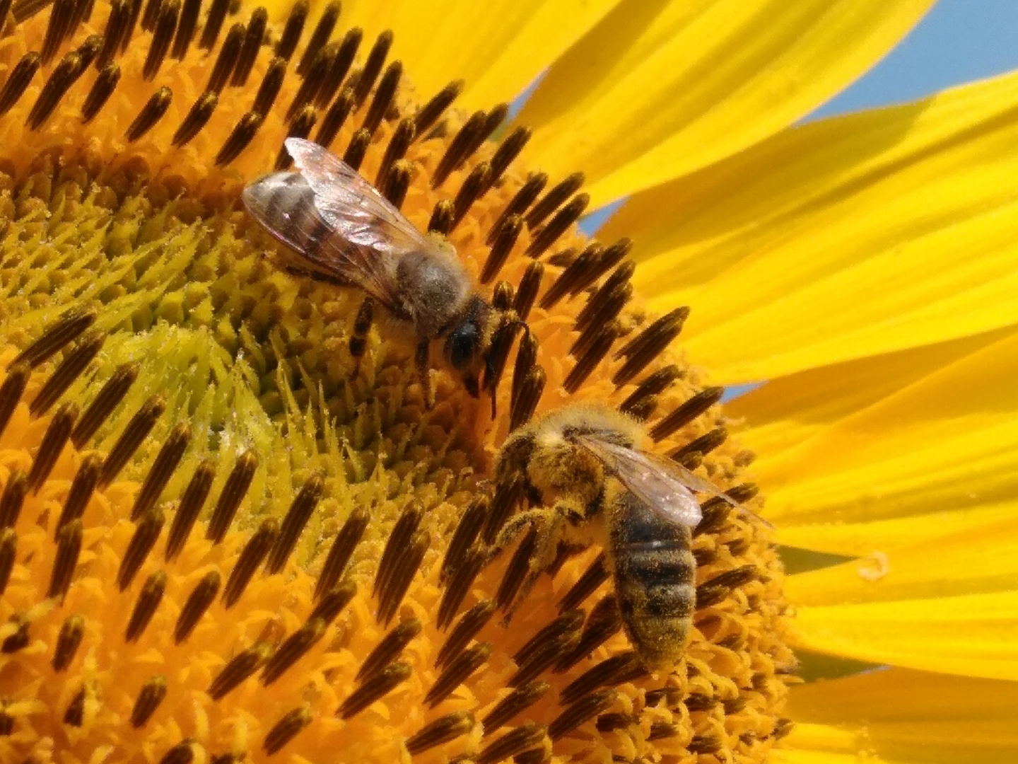 Die fleißigen Bienen bei der Arbeit