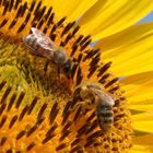 Die fleißigen Bienen bei der Arbeit