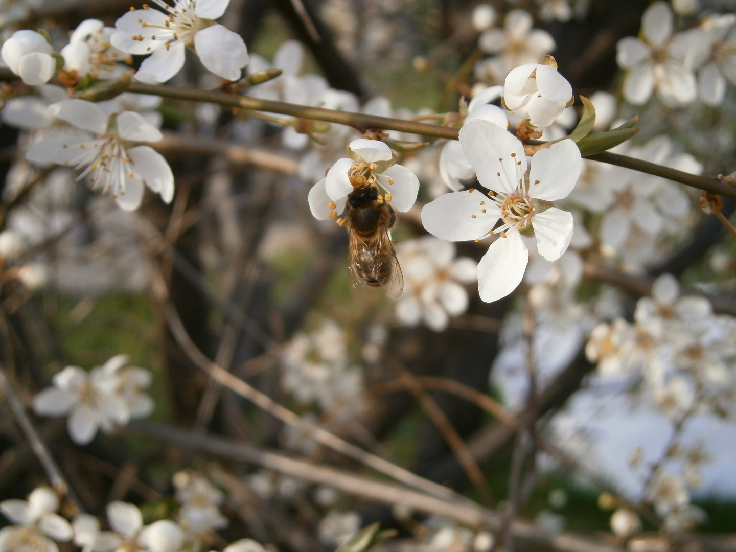 die fleissigen bienen