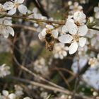 die fleissigen bienen