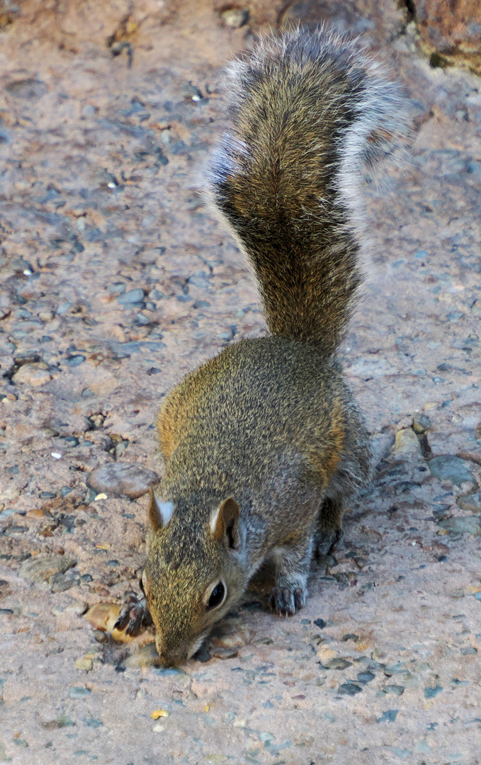 Die fleißigen Grauhörnchen …