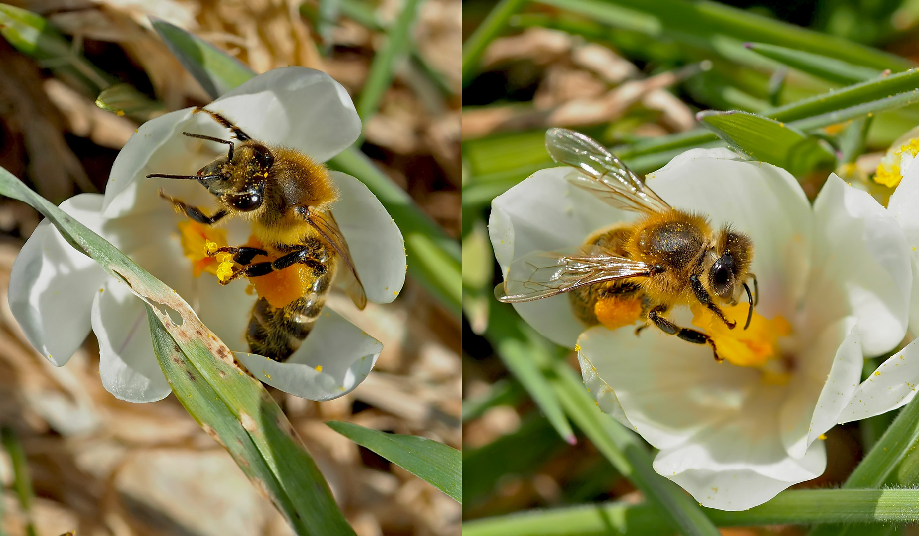 Die fleissigen Honigbienen geniessen die erste Frühlingswärme! - Les abeilles se sont révéillées...