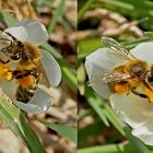 Die fleissigen Honigbienen geniessen die erste Frühlingswärme! - Les abeilles se sont révéillées...
