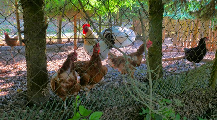 die fleißigen Hühner...