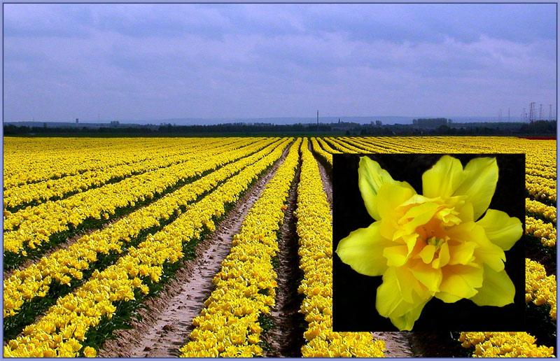 Die fleissigsten Bauern haben die schönsten Tulpen