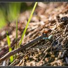 Die fleissigsten Tierchen im Frühling 1