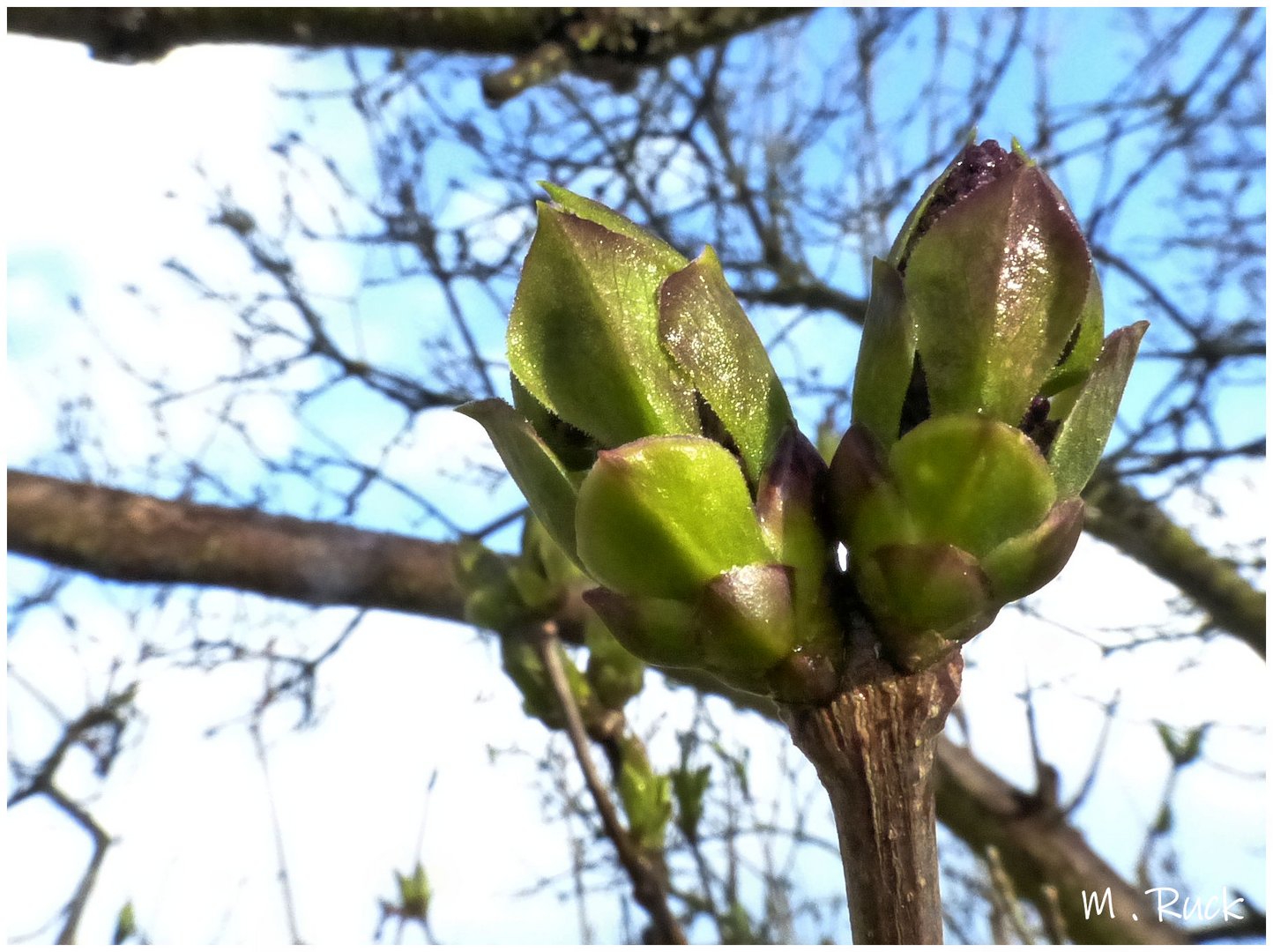 Die Flieder Knospen ,möchten sich so gerne öffnen !