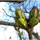 Die Flieder Knospen ,möchten sich so gerne öffnen !