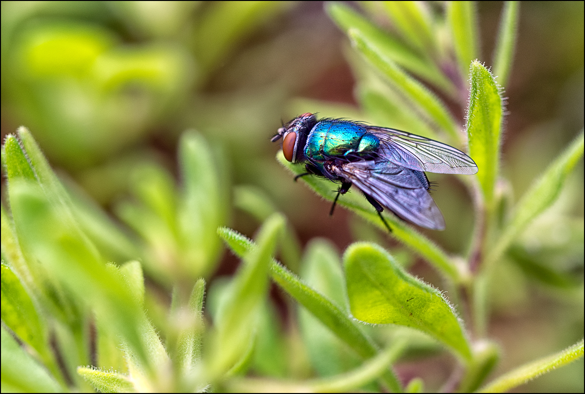 die Fliege...