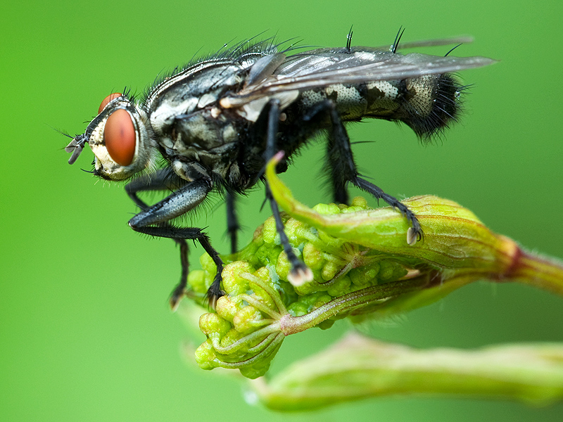 Die Fliege 1. Teil