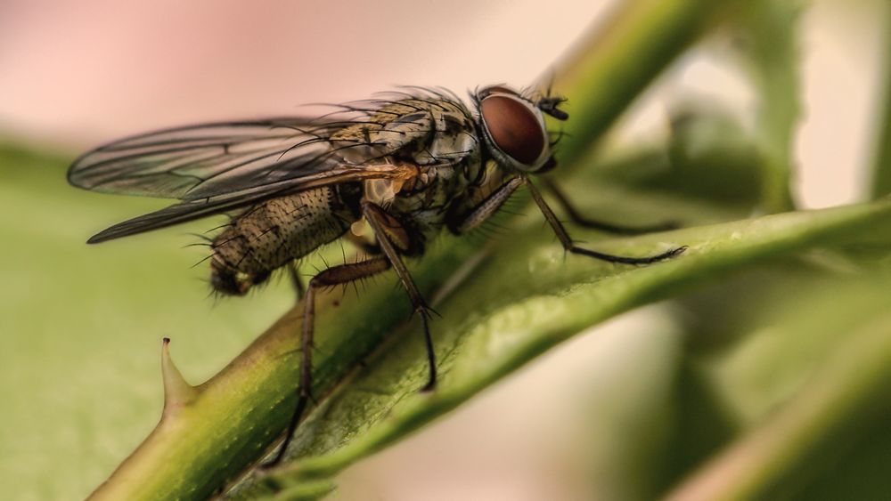 Die Fliege Foto & Bild monatswettbewerbe natur, 2020, 02 natur filmtitel Bilder auf