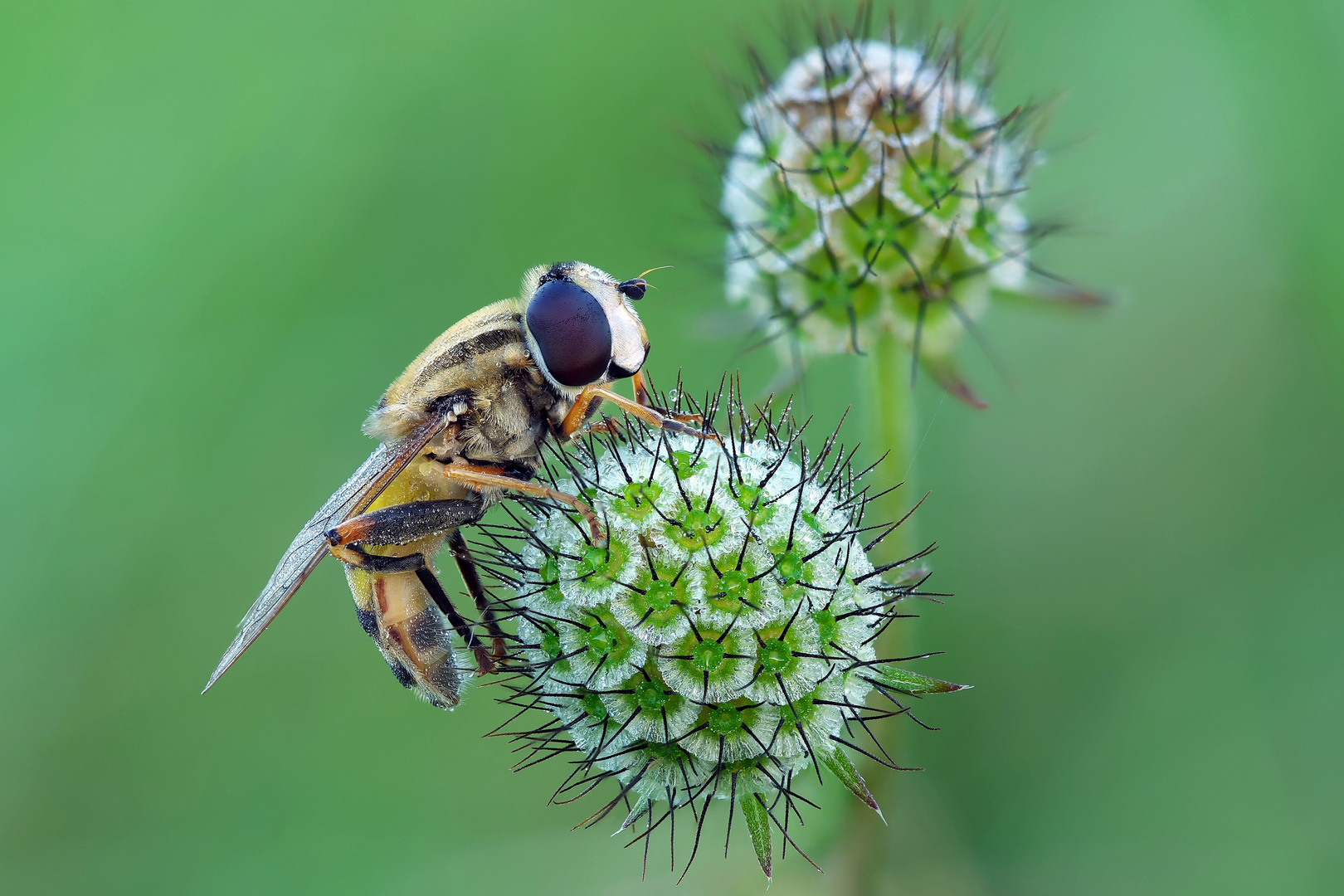 Die Fliege