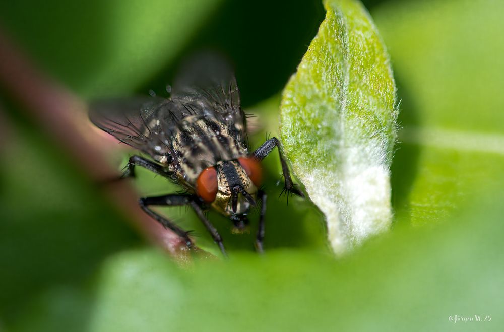 Die Fliege