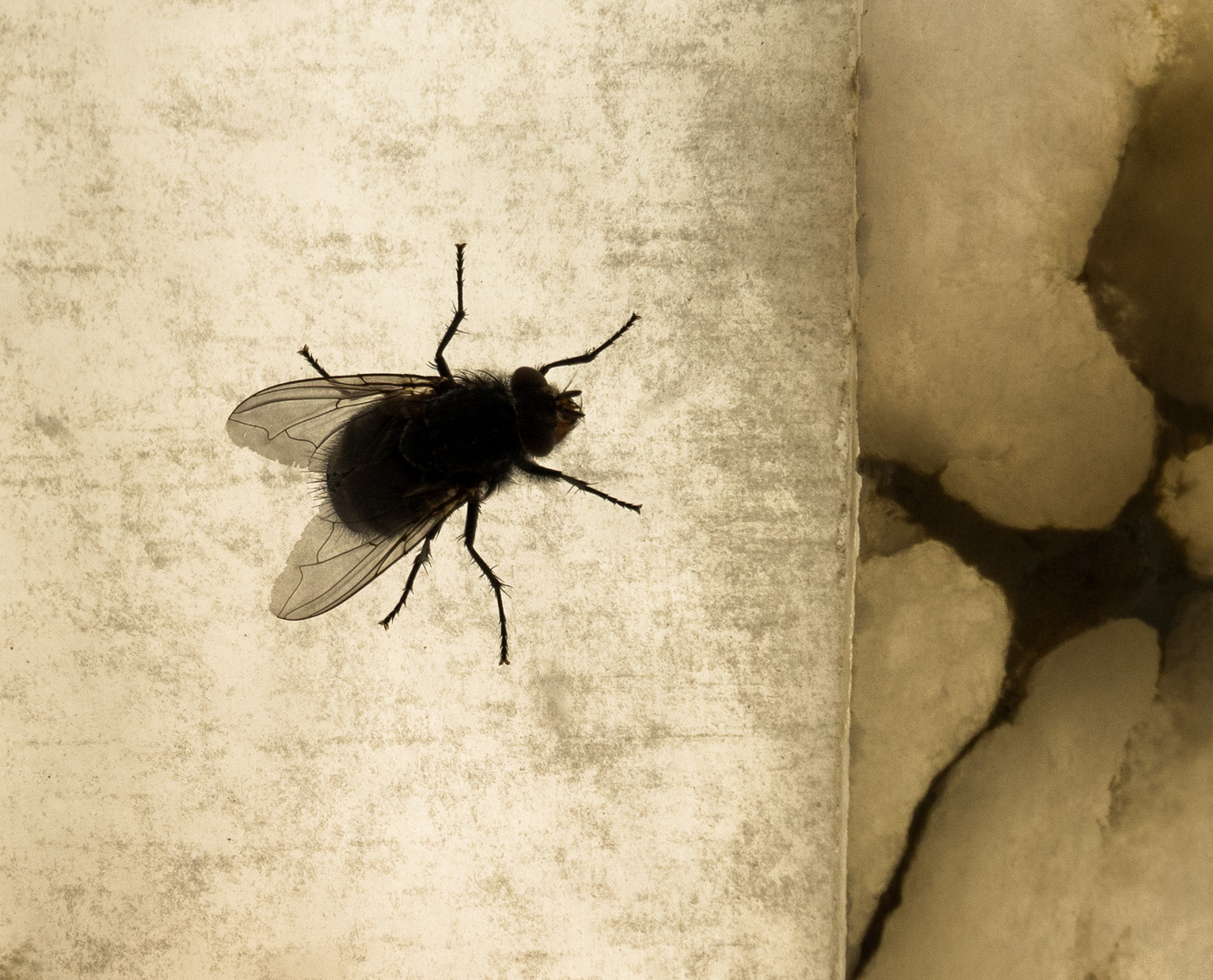 Die Fliege an der Wand . Fotografiert an einer Museumswand in Granada 