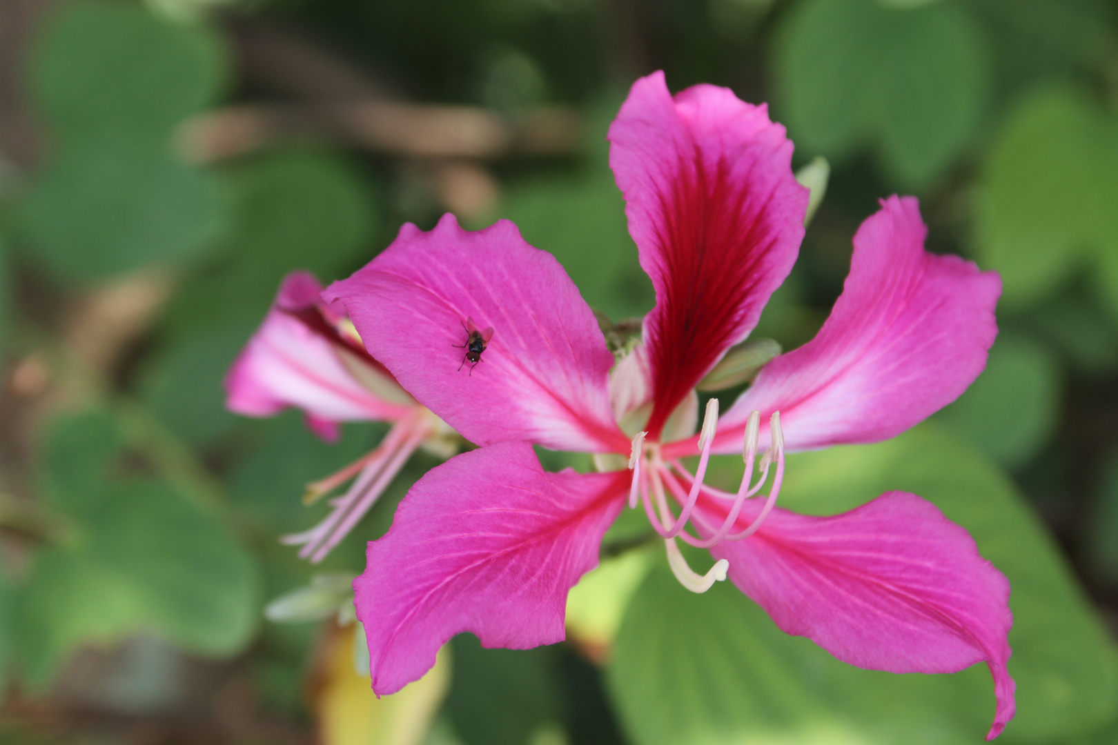 Die Fliege (auf Bauhinie-Blüte)