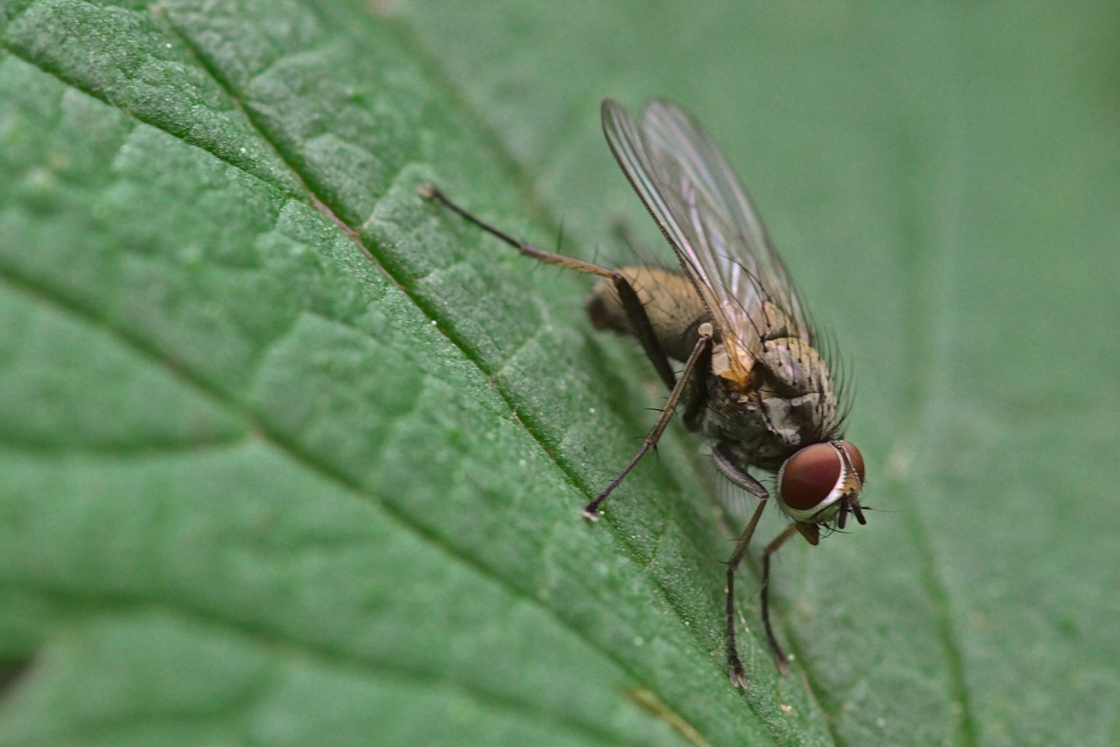 Die Fliege auf dem Blatt