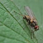 Die Fliege auf dem Blatt