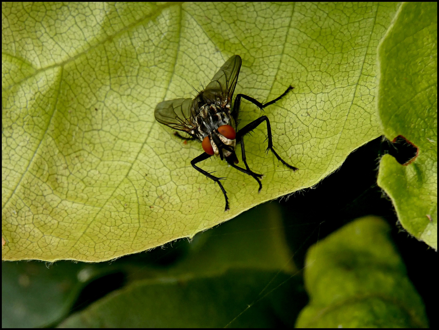 Die Fliege auf dem Blatt ...