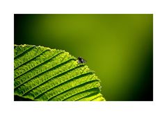 Die Fliege auf dem grünen Blatt