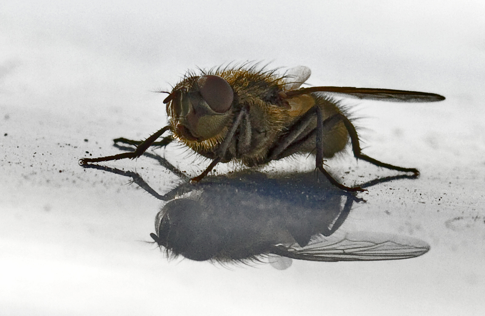 Die Fliege auf dem heissen Blechdach.....