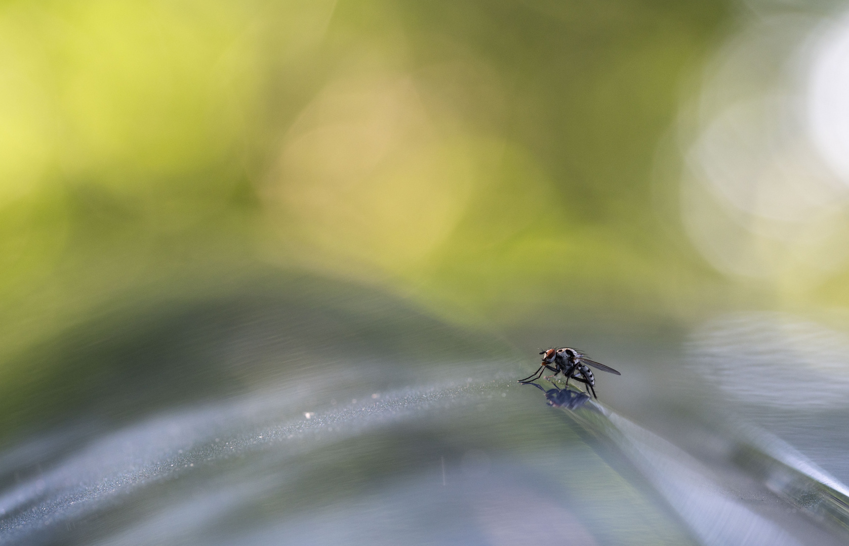 ___die Fliege auf dem heißen Blechdach_______