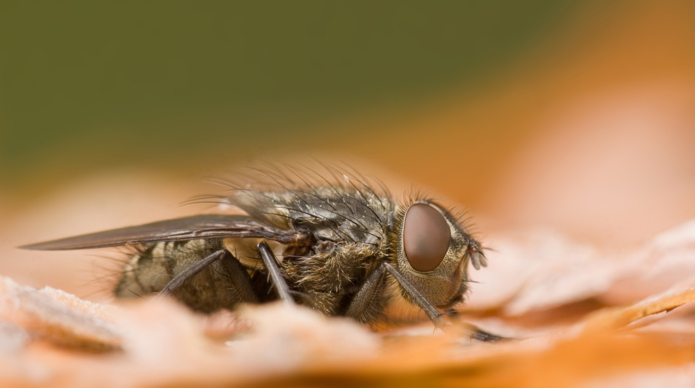 Die Fliege auf dem Polter