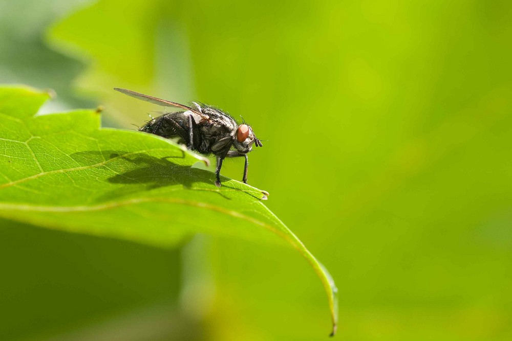 Die Fliege auf dem Weinlaub