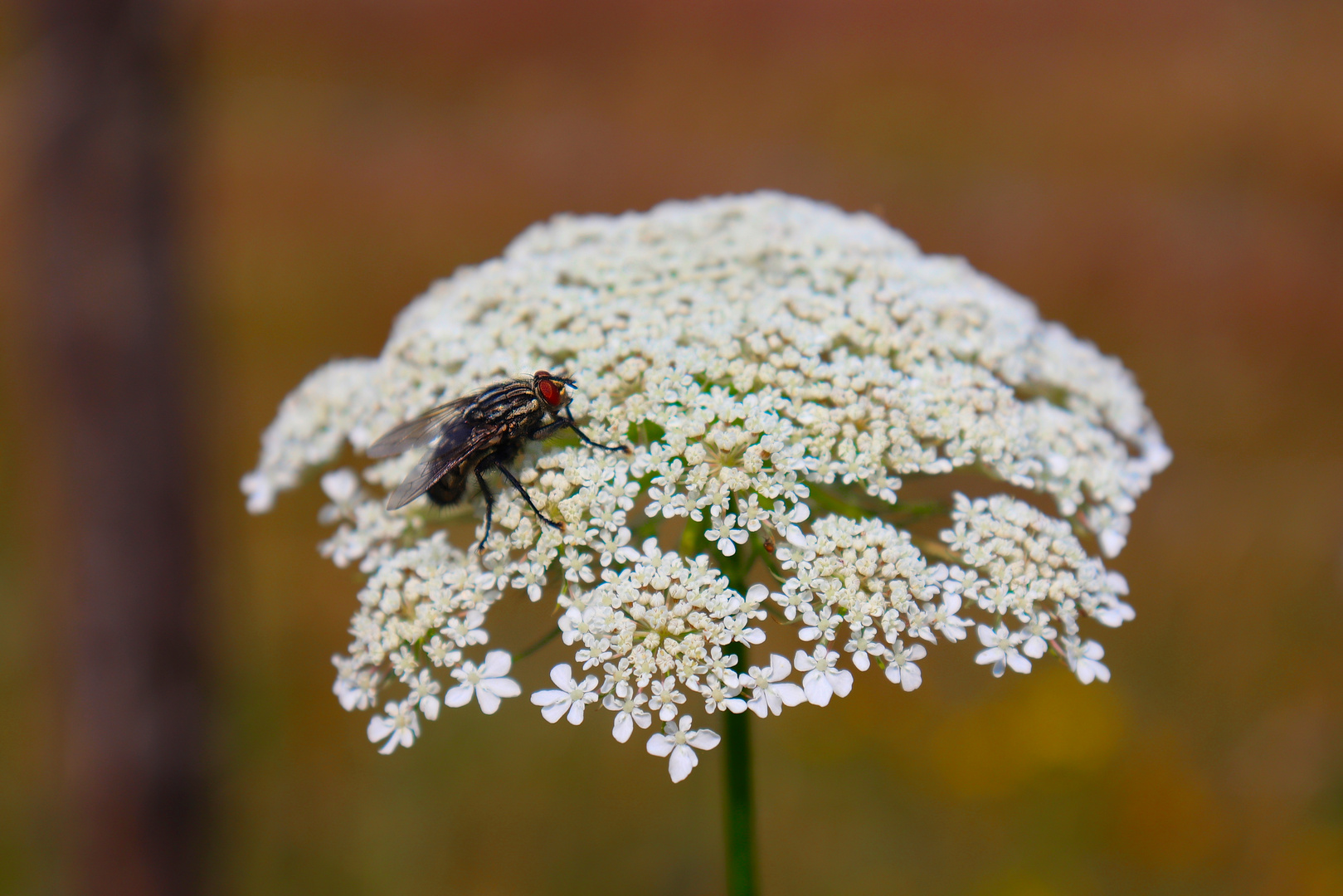 Die Fliege auf der Blume