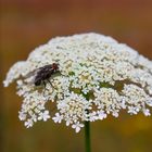 Die Fliege auf der Blume