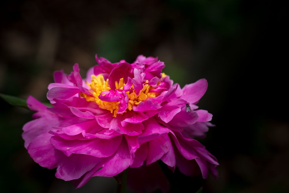 Die Fliege (auf der Pfingstrose)