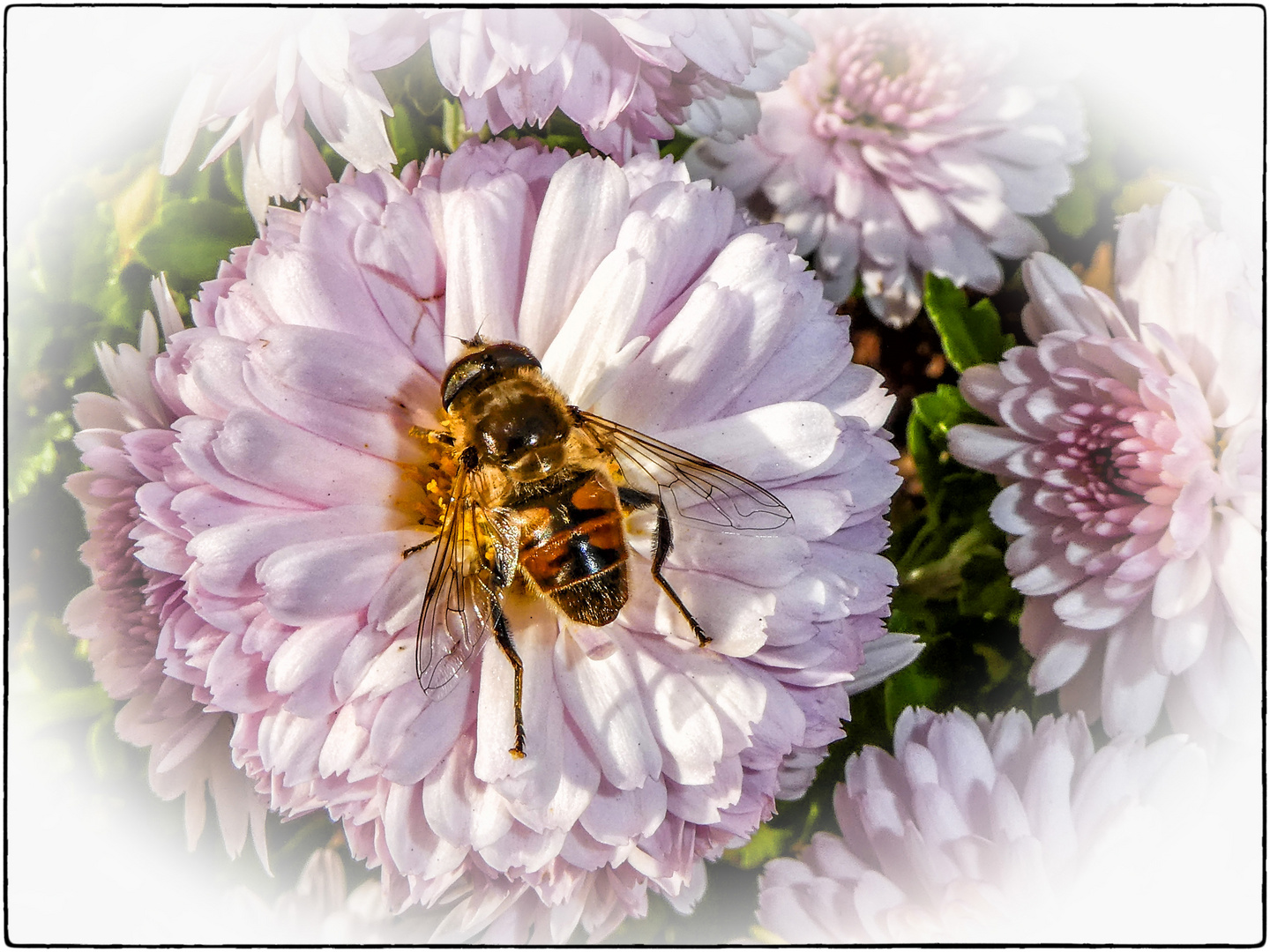 DIE FLIEGE AUF DER ROSA BLÜTE......