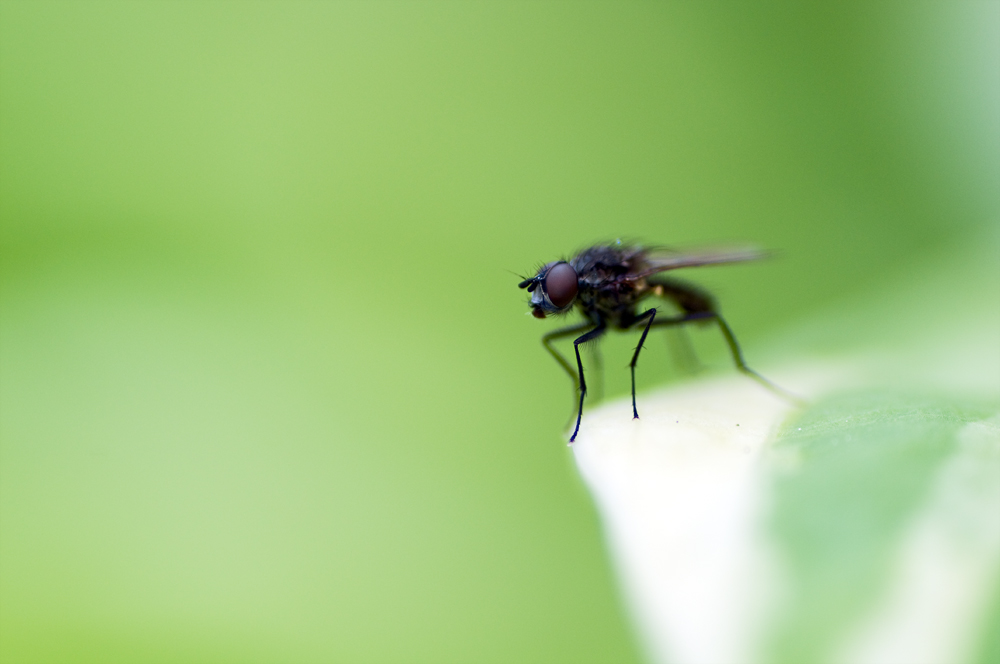 Die Fliege bei offener Blende