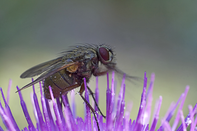 Die Fliege (Brachycera) Foto &amp; Bild tiere, wildlife, insekten Bilder