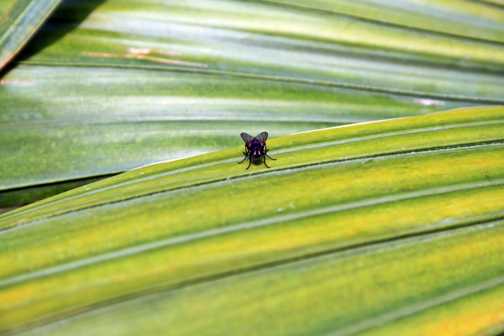 Die Fliege (Brachycera)