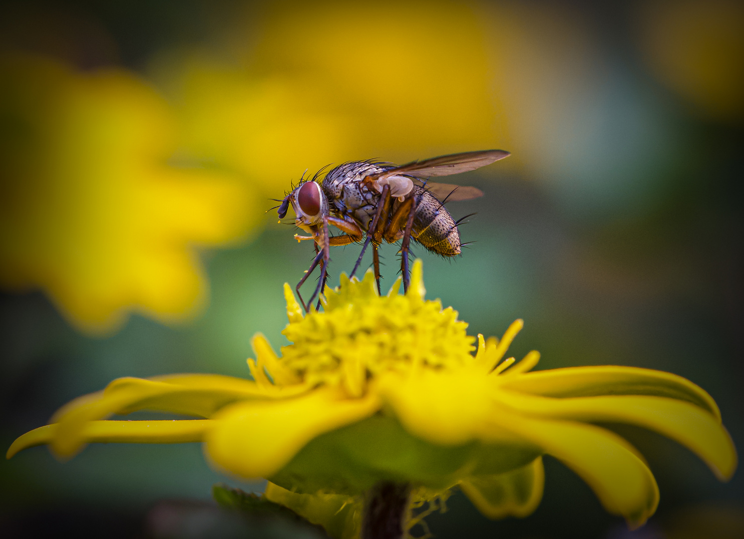 Die Fliege & die Blume