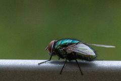 Die Fliege - fast alles im grünen