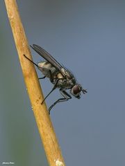 Die Fliege fliegt 