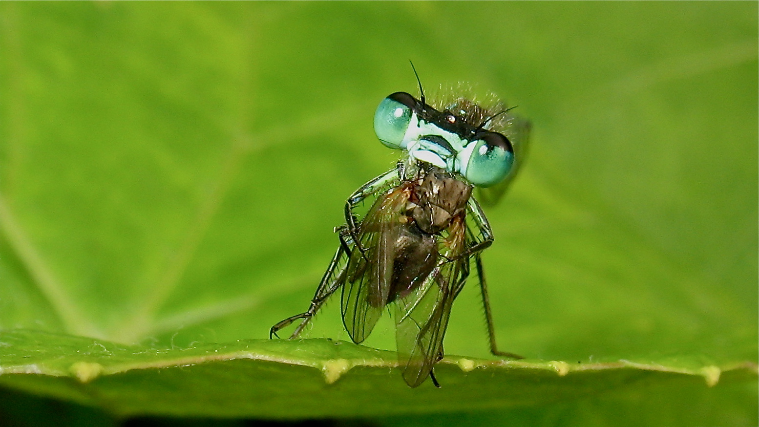 "Die Fliege gehört mir !!!" - Das Foto ist für Gerdt ! (-: