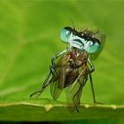 "Die Fliege gehört mir !!!" - Das Foto ist für Gerdt ! (-: