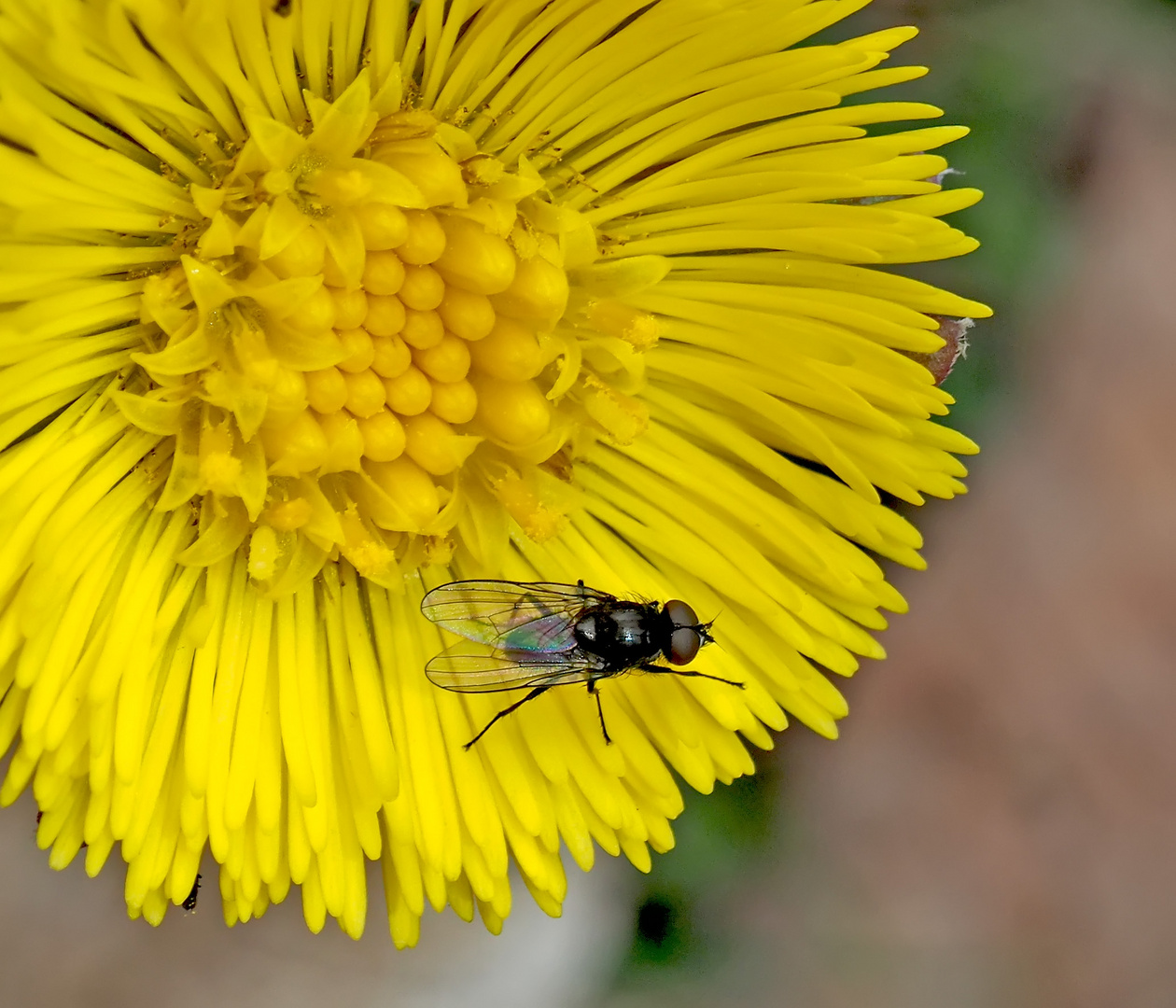 Die Fliege geniesst den Frühling auf einer Huflattichblume!