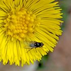 Die Fliege geniesst den Frühling auf einer Huflattichblume!