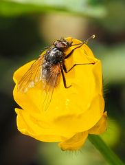 Die Fliege holt sich Nektar 