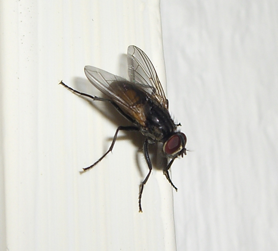 Die Fliege I