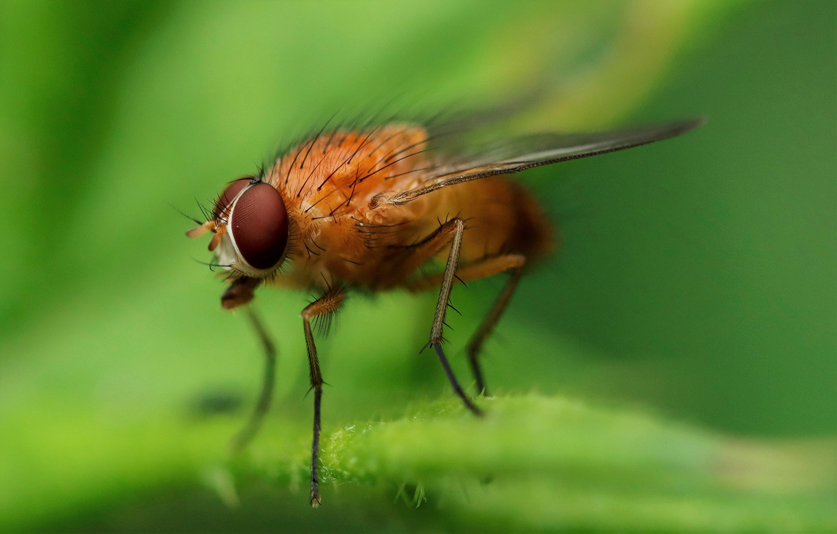 Die Fliege im Focus