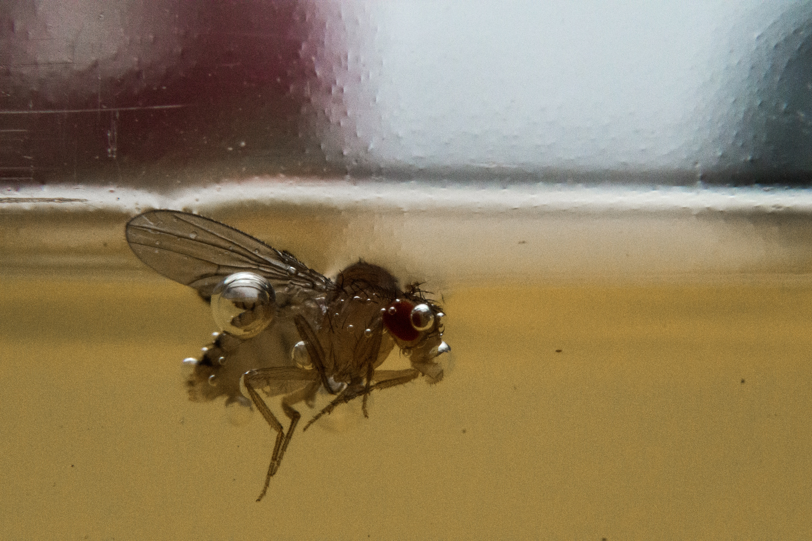 Die Fliege im Glas