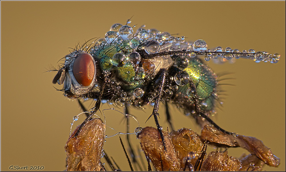 Die Fliege im Morgenkleid :)