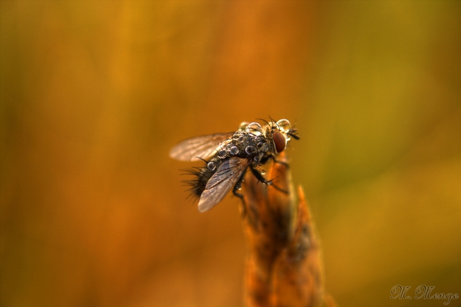 Die Fliege im Morgentau