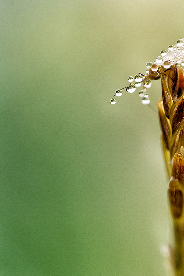 Die Fliege im Taukleid