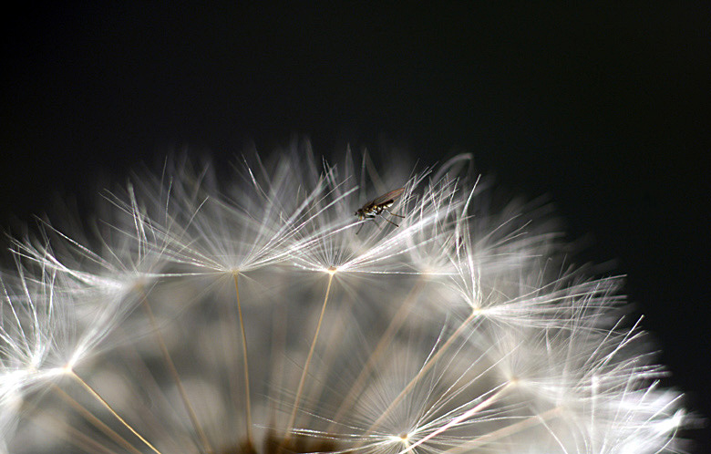 Die Fliege im weißen Wald